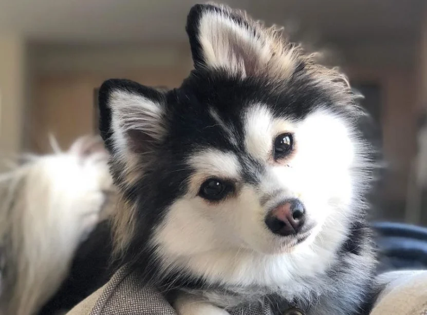 Cachorro de Perro de Raza Pomsky