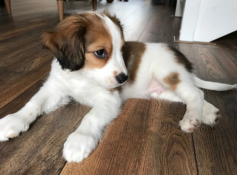 Cachorro de Perro de Raza Spaniel holandés