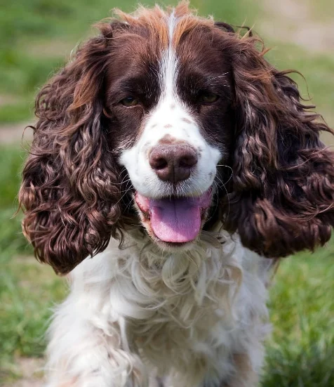 Perro Cocker spaniel inglés de color marrón y blanco