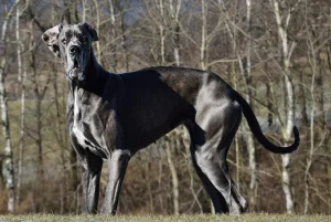 Perro Gran Denes