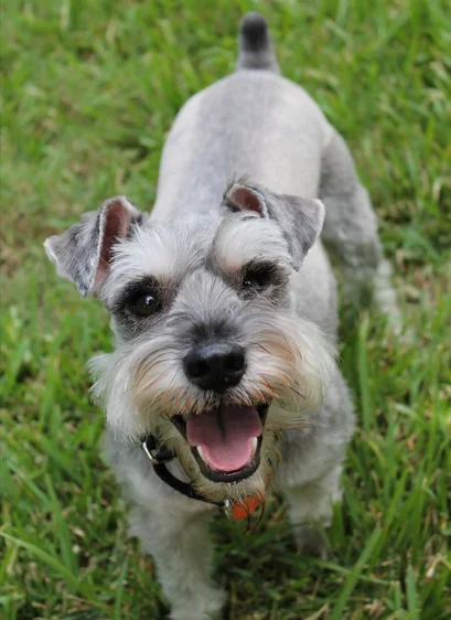 Perro Schnauzer Miniatura