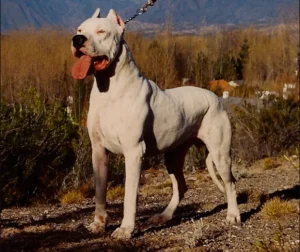 Perro de Raza Dogo argentino - Características, Información
