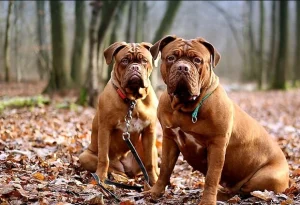 Perro de Raza Dogo de Burdeos -Características, Información