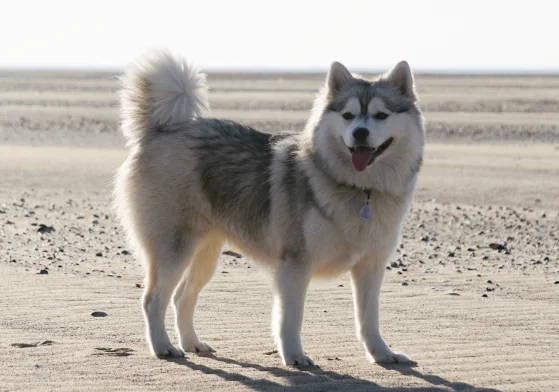Perro de Raza Pomsky adulto