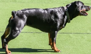 Perro de Raza Rottweiler - Características, personalidad