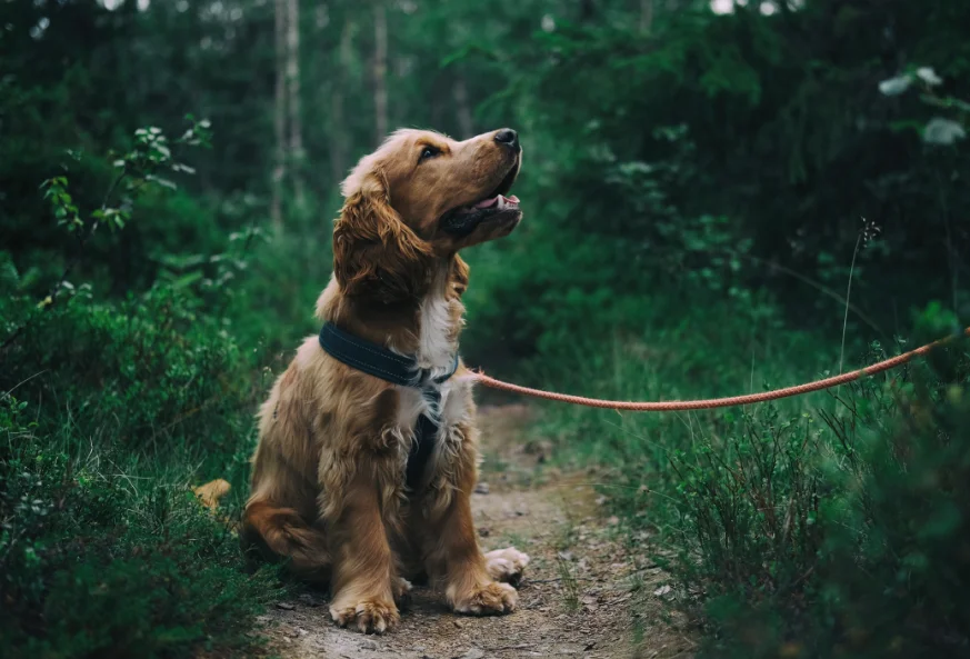 Raza de Perro Cocker spaniel inglés - Información Completa
