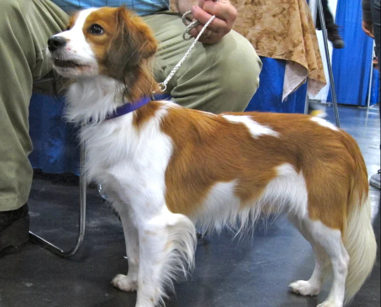 Raza de Perro Kooikerhondje - Características, Información