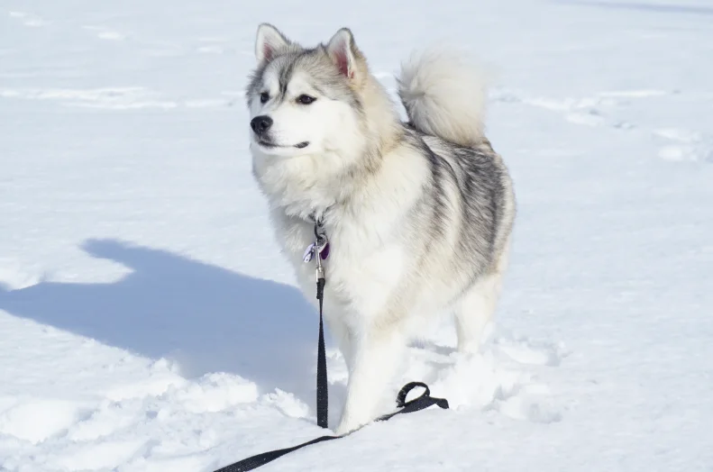 Raza de Perro Pomsky - Características, Cuidados y información