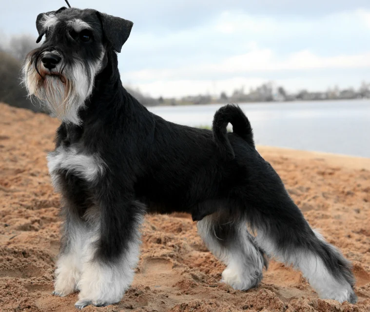 Raza de Perro Schnauzer Miniatura - Características y info
