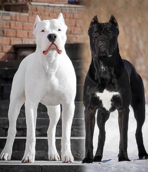 dogo argentino negro y blanco