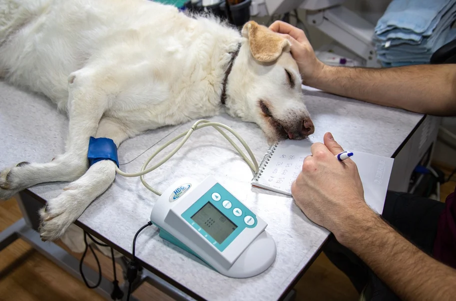 Enfermedades mas comunes en perros - síntomas, tratamiento