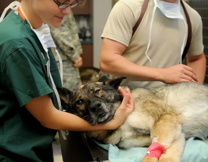 Perro atendido por los veterinarios en el clínica veterinaria