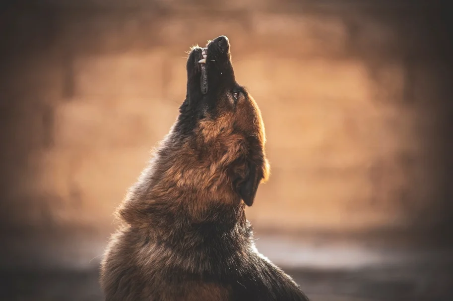 ¿Por Qué Aúllan los Perros? - Descubre las Razones